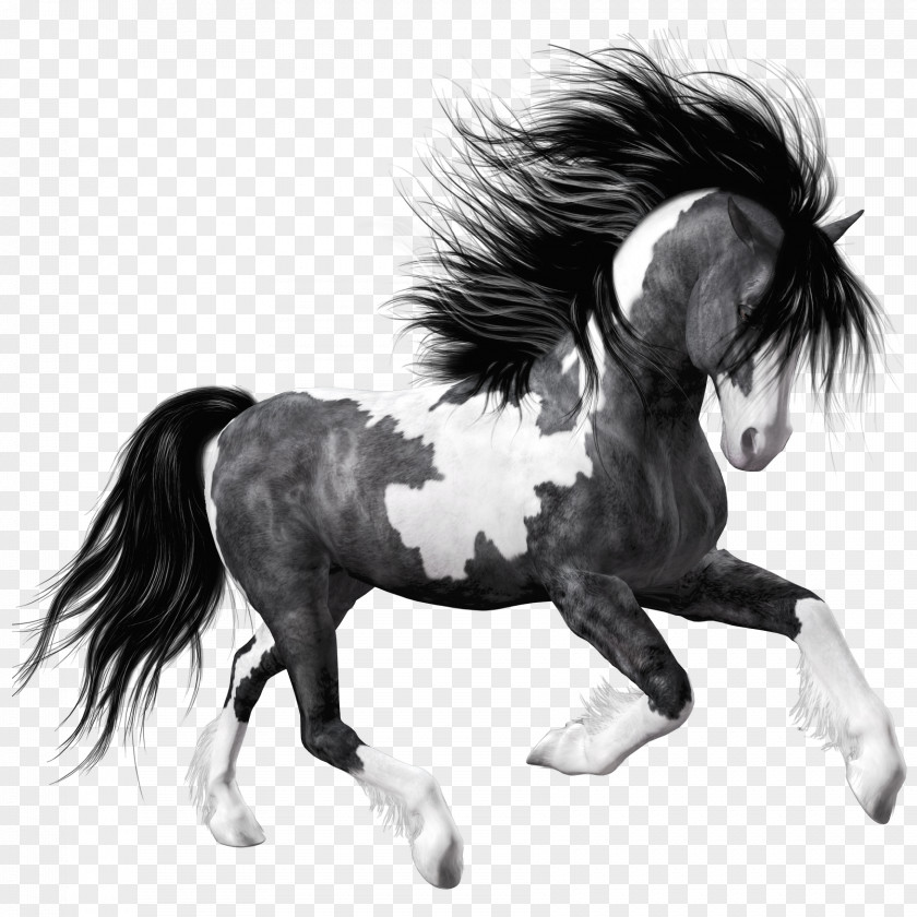 White Black Horse Clipart Picture Clip Art PNG