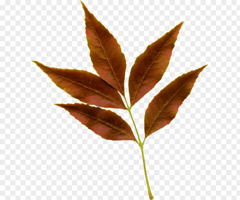 Woody Plant Flower Maple Tree PNG