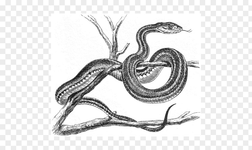 Animated Snake Serpent Vipers Snakes /m/02csf Drawing PNG