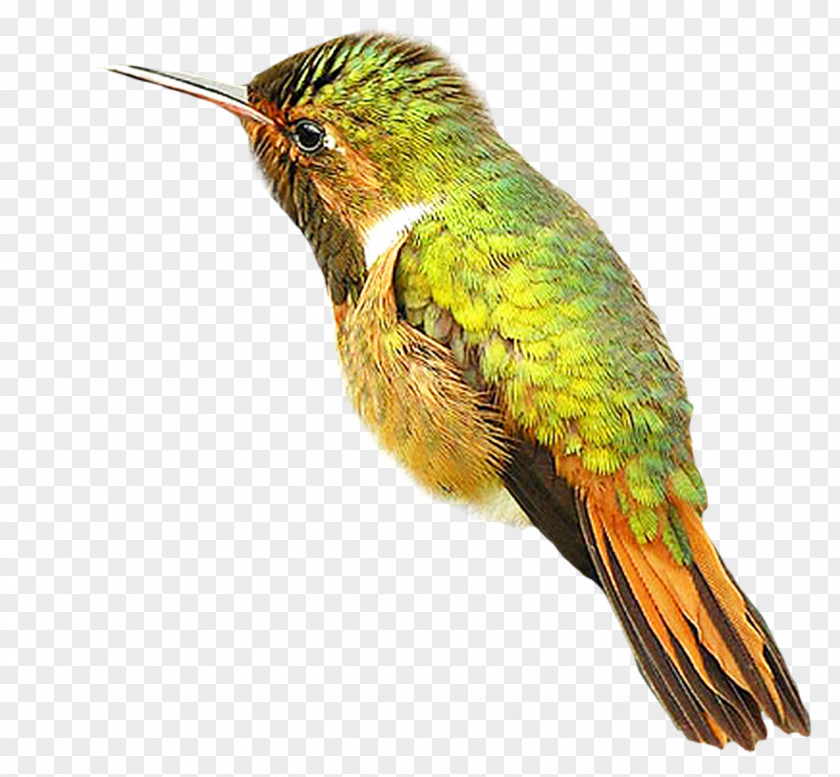 Bird Hummingbird PNG
