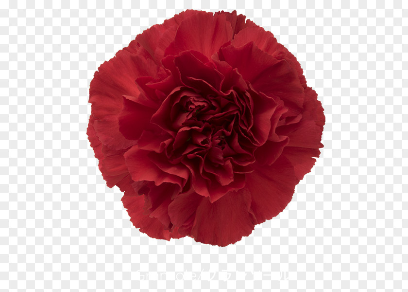 CARNATION Carnation Cut Flowers Rose Red PNG