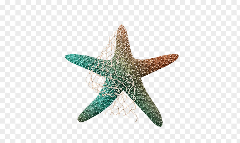 Colored Starfish Sea Echinoderm Clip Art PNG
