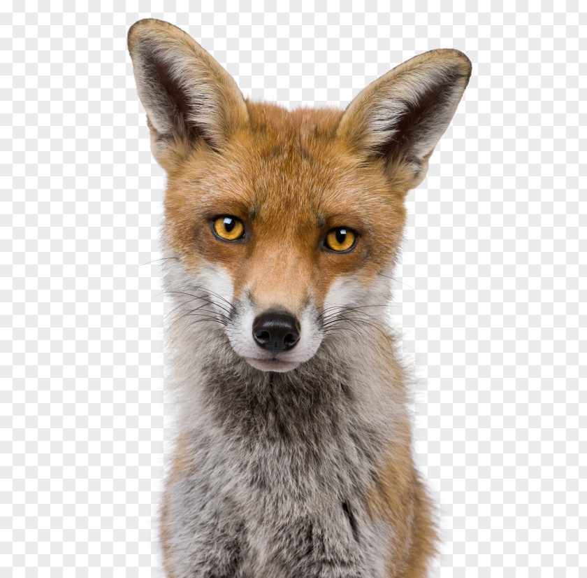 Fox Red Kit Head Shot Stock Photography PNG