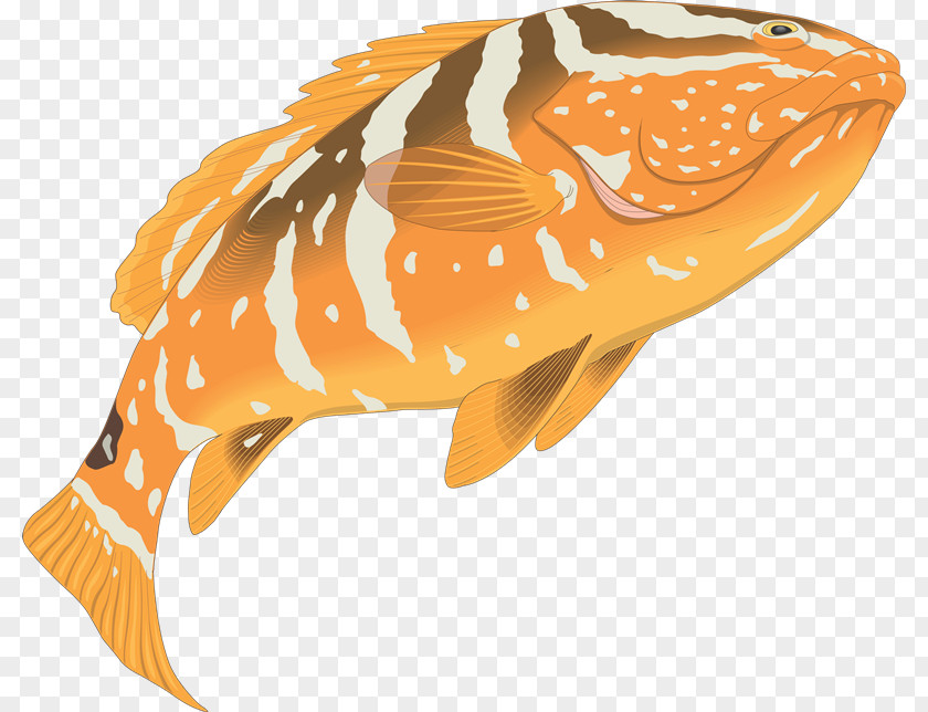 Grouper Drawing Clip Art PNG