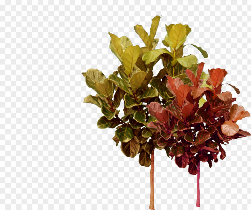 Red Green Autumn Trees Tree Plant PNG