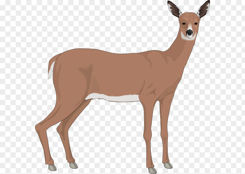 Staring Cliparts White-tailed Deer Free Content Clip Art PNG