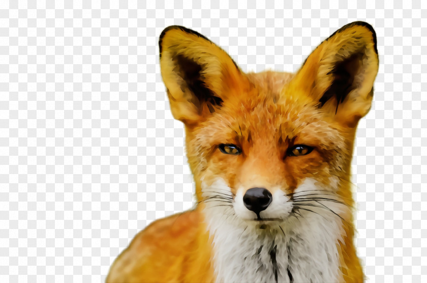 Swift Fox Jackal Red Wildlife Dhole PNG