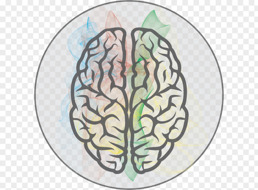 Brain Clip Art Vector Graphics Human Image PNG