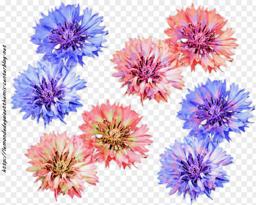 Chrysanthemum Aster Dahlia Cut Flowers Petal PNG