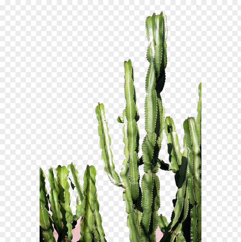 Fairy Hill Exotic Cacti Cactaceae Color Green Succulent Plant PNG