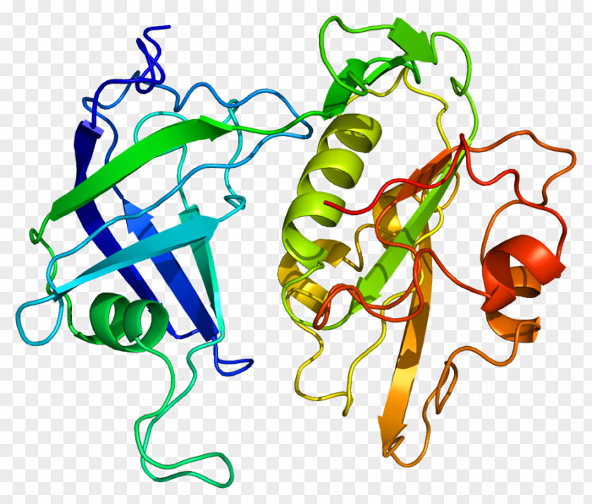 Flavin Adenine Dinucleotide CYB5R3 Cytochrome B5 Reductase Gene PNG