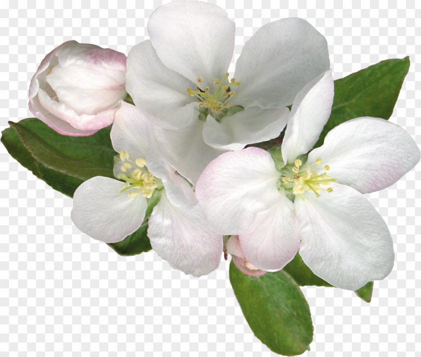 Frangipani Flower Blossom Apples Clip Art PNG