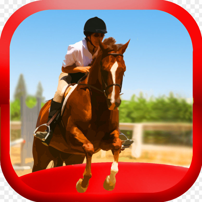Horse Racing American Quarter Equestrian Stallion Show Jumping Chestnut PNG
