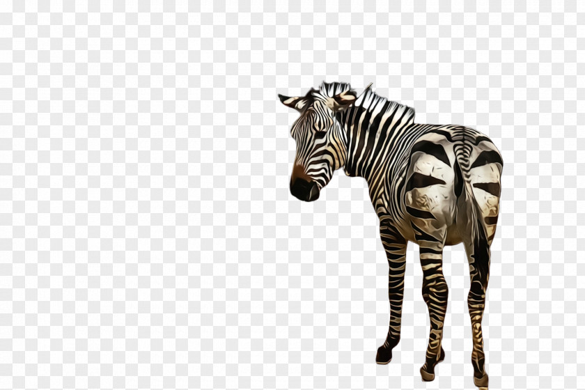 Mane Quagga Zebra Wildlife Animal Figure Terrestrial Snout PNG