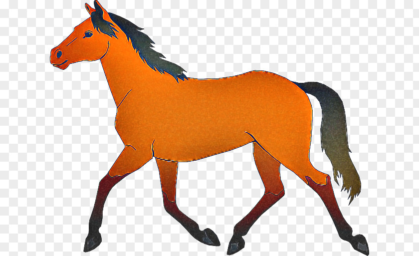 Orange PNG