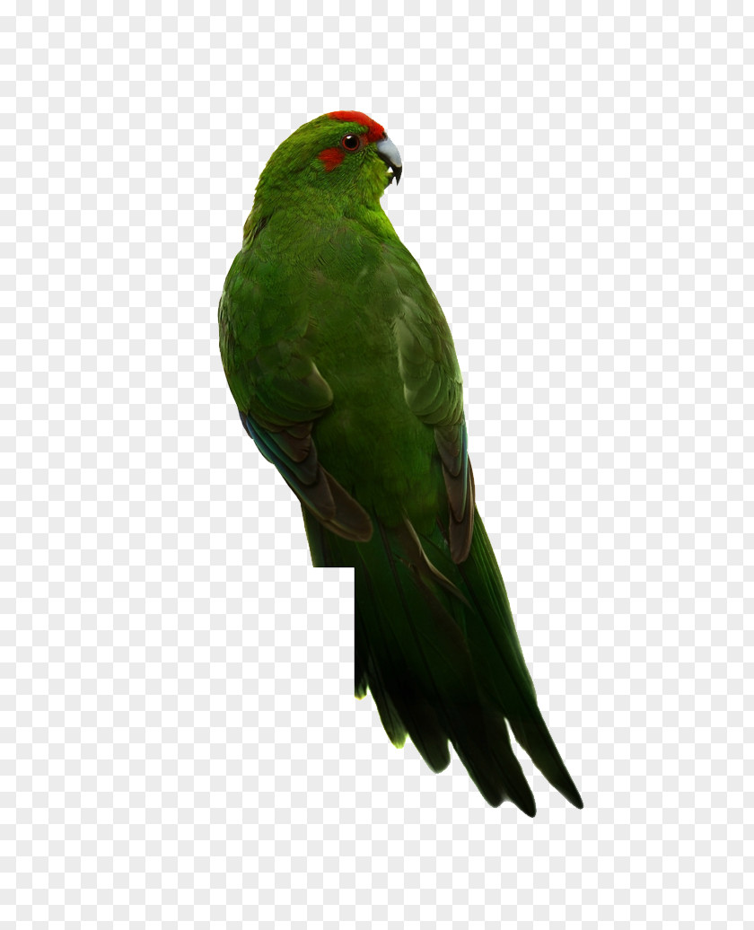 Red-headed Parrot Green Back Budgerigar True Bird Red-crowned Parakeet PNG