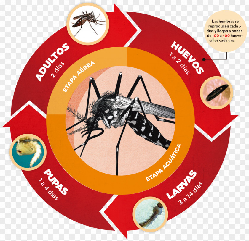 Dengue Chikungunya Virus Infection Yellow Fever Mosquito Zika PNG