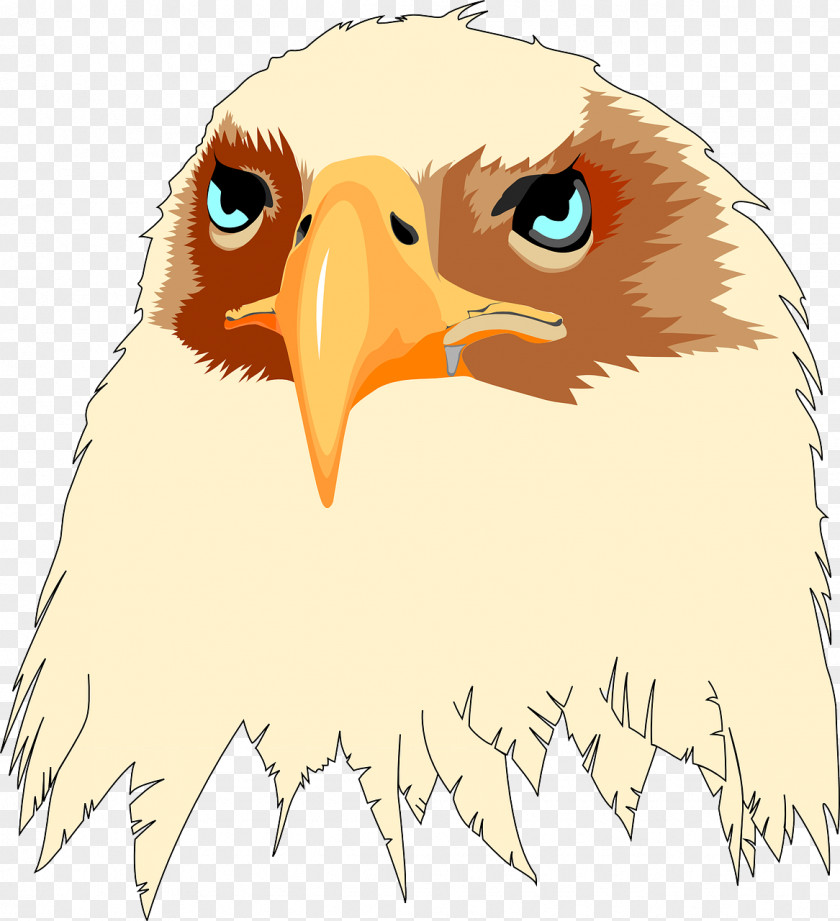 Eagle Bald Bird Beak Clip Art PNG