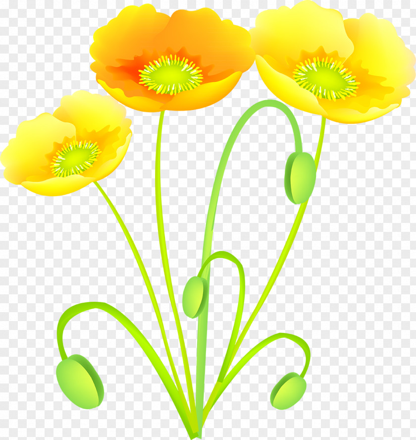 Flower Common Poppy Poppies PNG