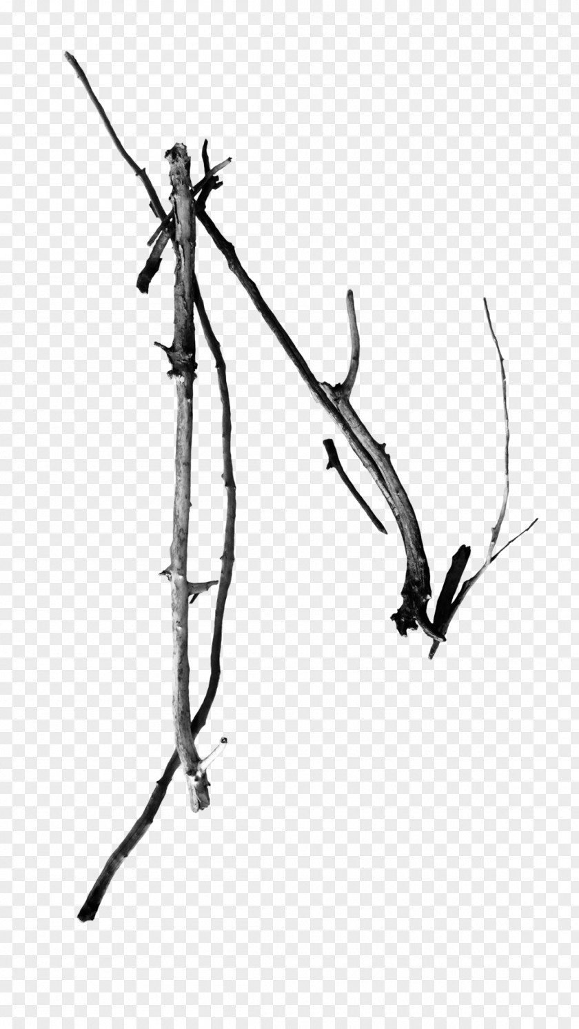 Line Twig Point Plant Stem White PNG