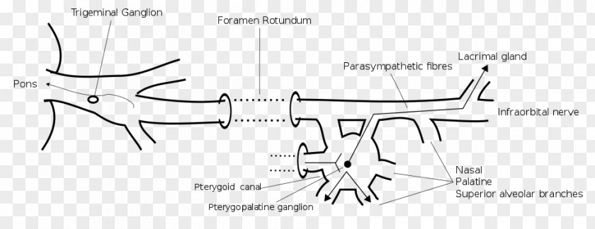 Nose Maxillary Nerve Pterygopalatine Ganglion Nerves Fossa PNG