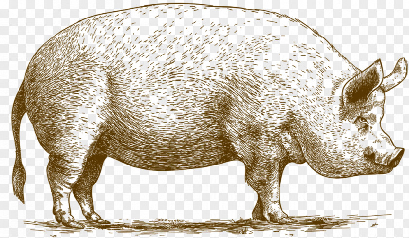 Pig Domestic The Astronomer's Breed Meat PNG