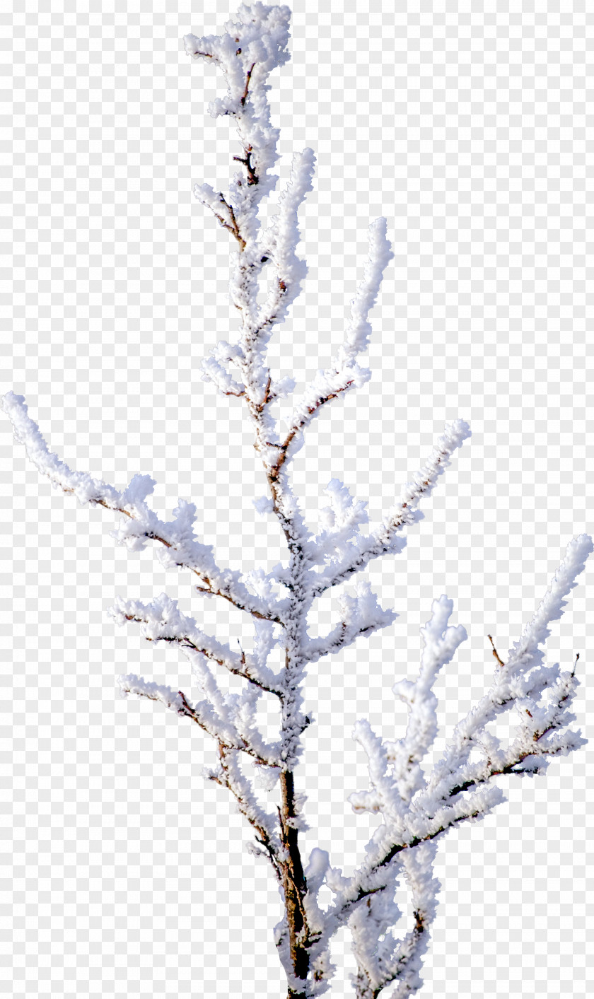 Pine Tree Branch Snow Clip Art PNG