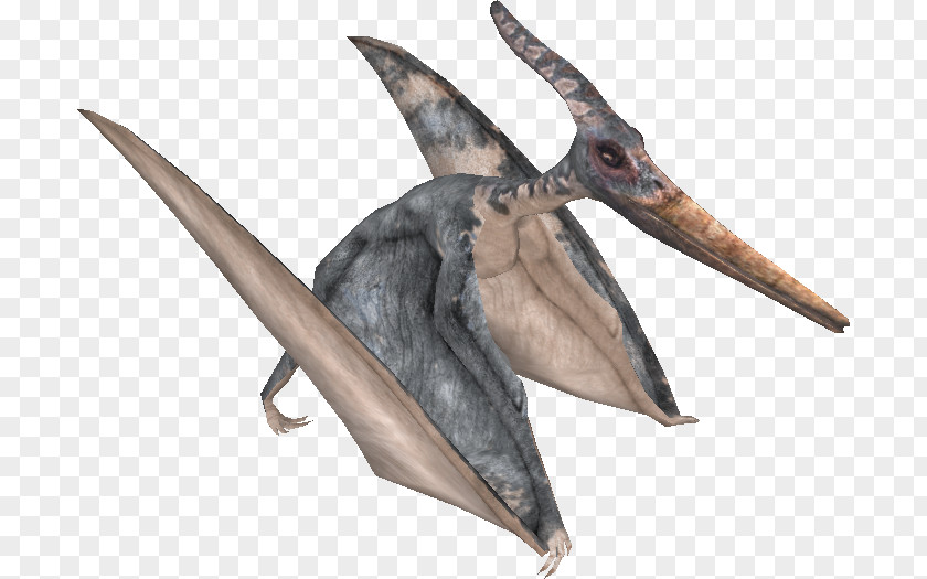 Pteranodon Fauna Beak PNG