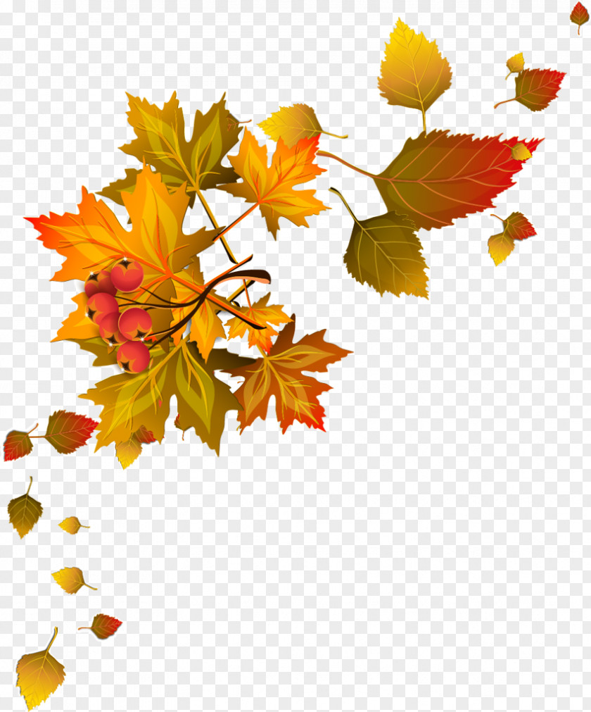 Autumn Leaf Color Clip Art PNG