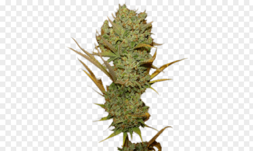 Cannabis Sativa Seed Haze Feminized PNG