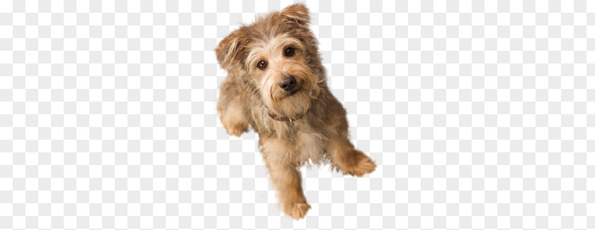 Dogs PNG clipart PNG