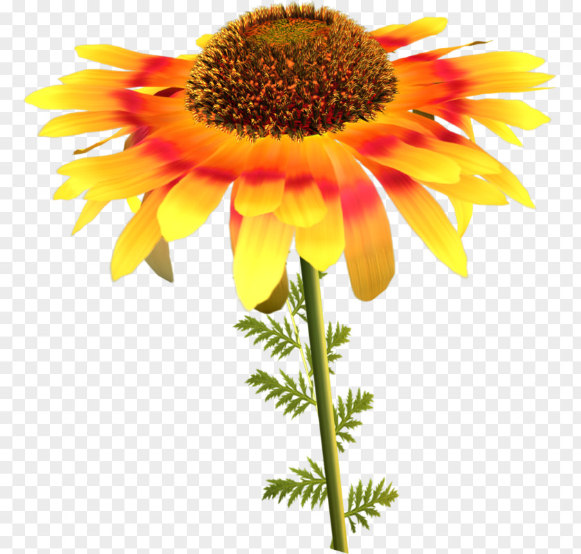 Flower Common Sunflower Seed Daisy Family PNG
