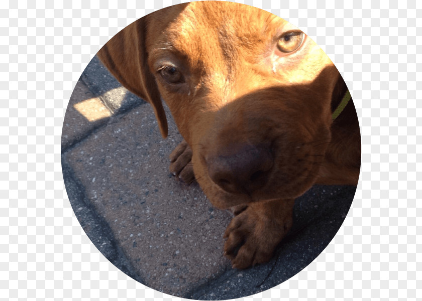 Puppy Redbone Coonhound Plott Hound Dachshund Vizsla PNG