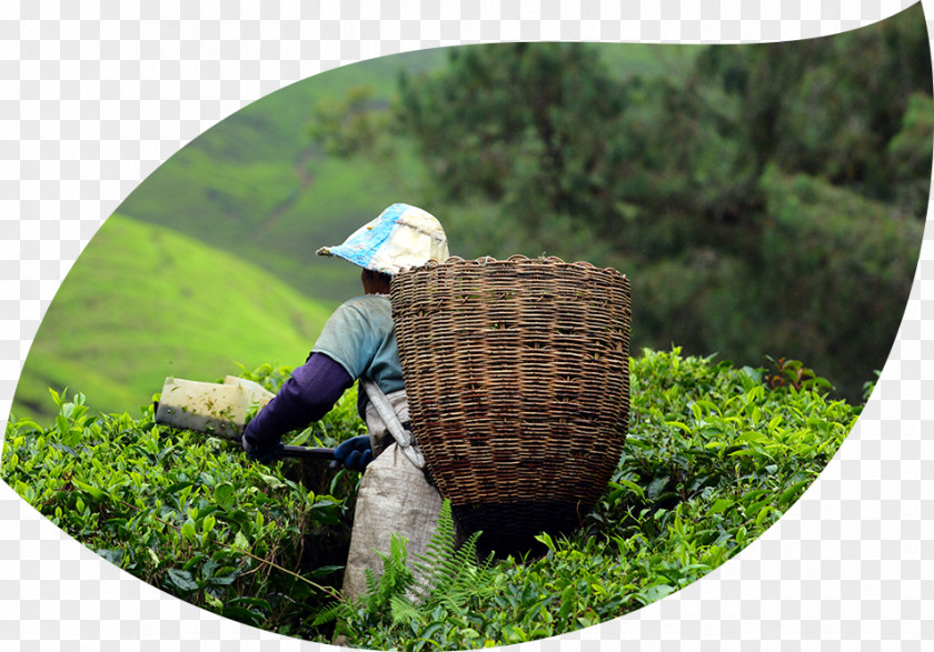 Travel Cameron Highlands Taman Negara Hill Station PNG