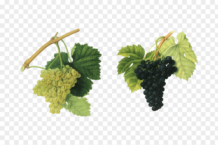 Two Bunches Of Grapes Red Wine Merlot Grape Vintage PNG