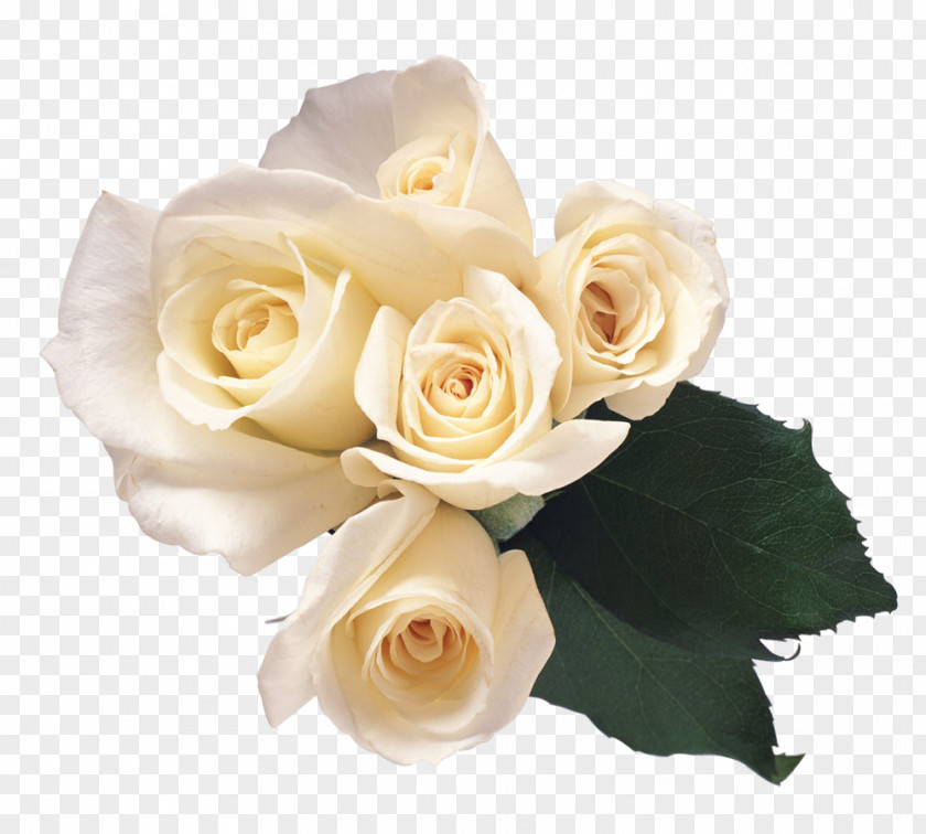 White Rose Flower Clip Art PNG