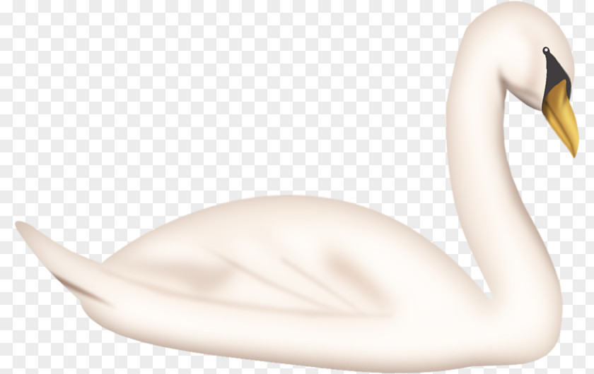 White Swan Cygnini Neck Beak PNG