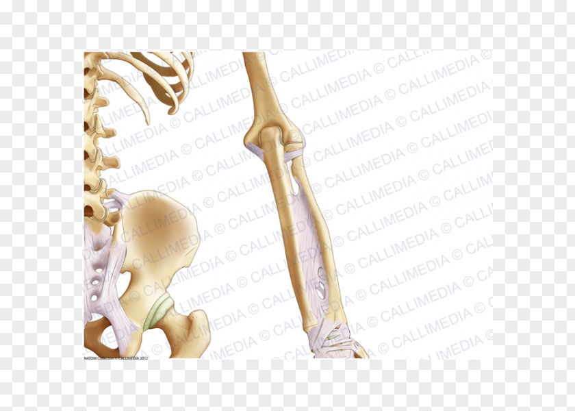 Arm Finger Elbow Pelvis Bone Anatomy PNG