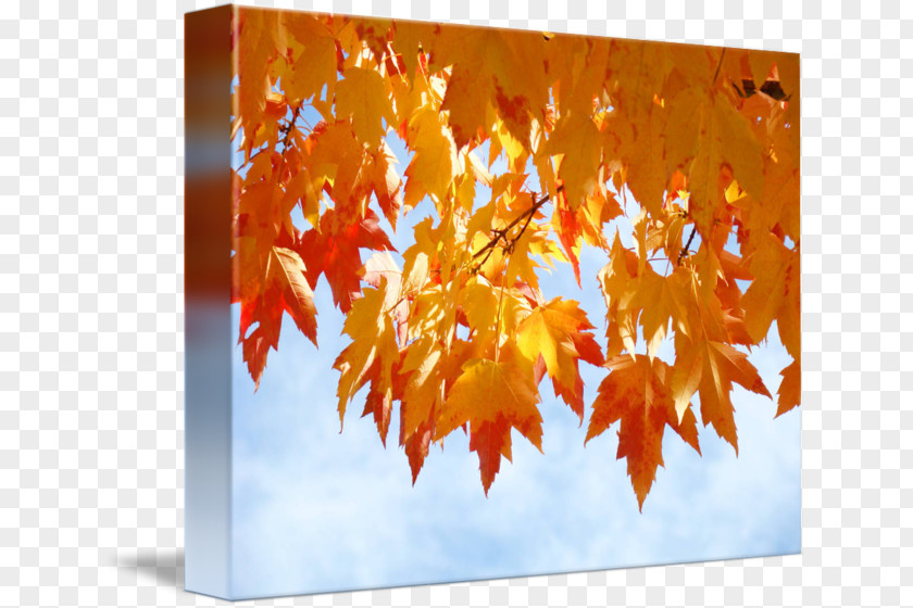 Autumn Poster Leaf Color Gallery Wrap Orange Art PNG