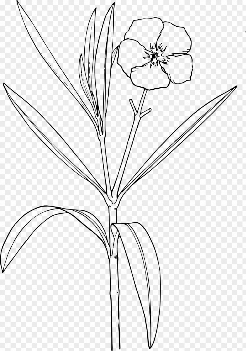 Bush Clipart Oleander Nature Drawing And Design; Flower PNG
