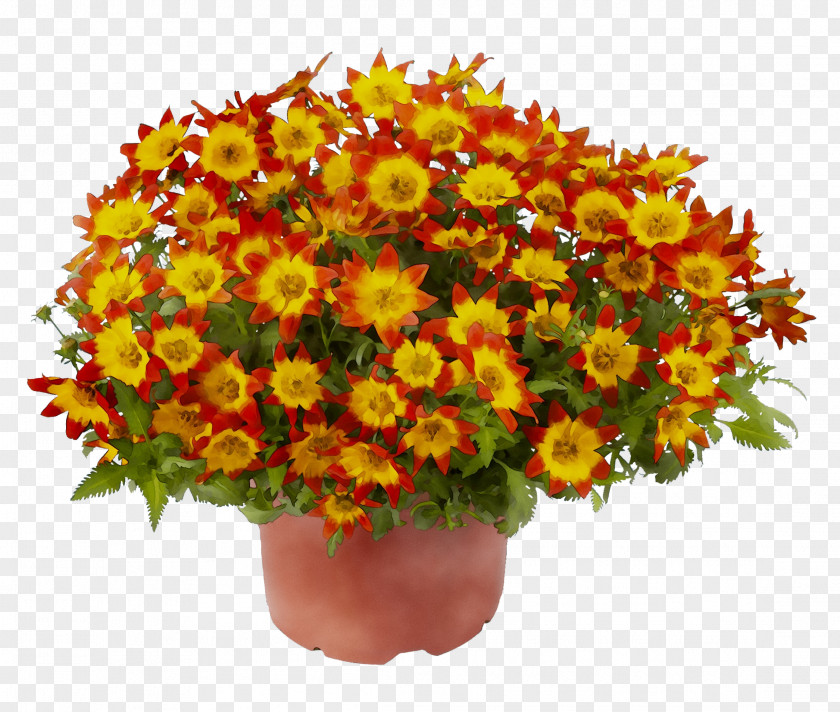 Chrysanthemum Bee Flower Plants Marigold PNG