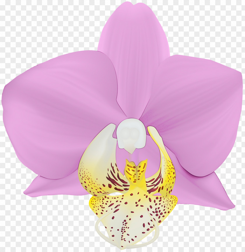 Orchid Lilac Moth Petal Pink Flower Violet PNG
