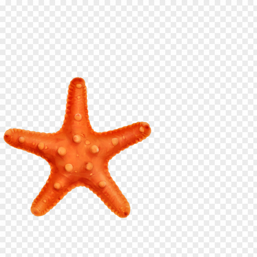 Starfish Vector Panama Paper User PNG