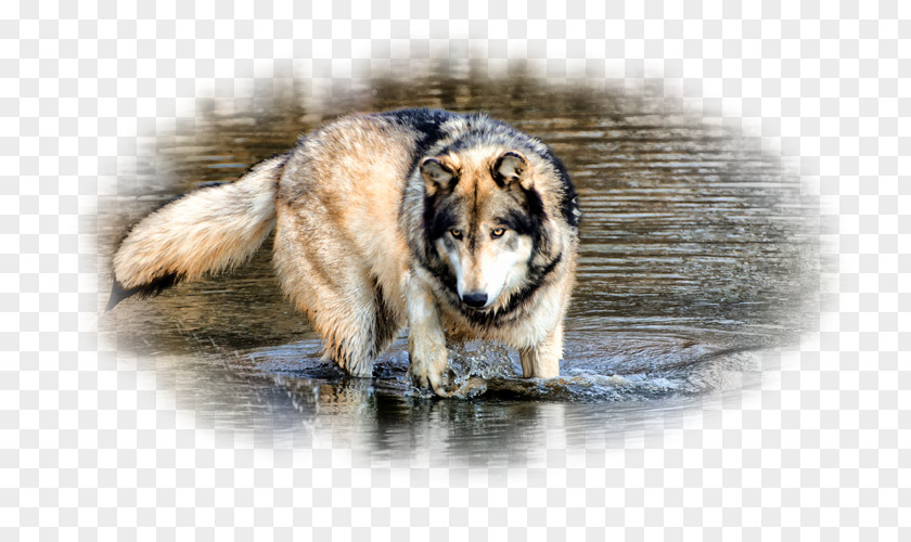 Water Gray Wolf Desktop Wallpaper 1080p PNG