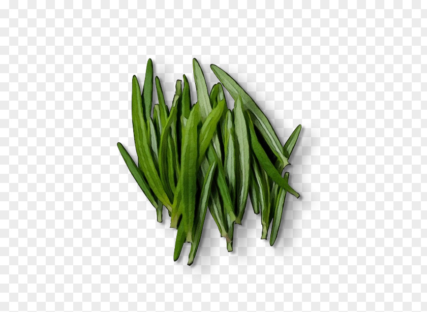 Flower Green Bean Grass Background PNG