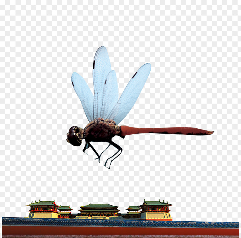 Insect Dragonfly Computer File PNG