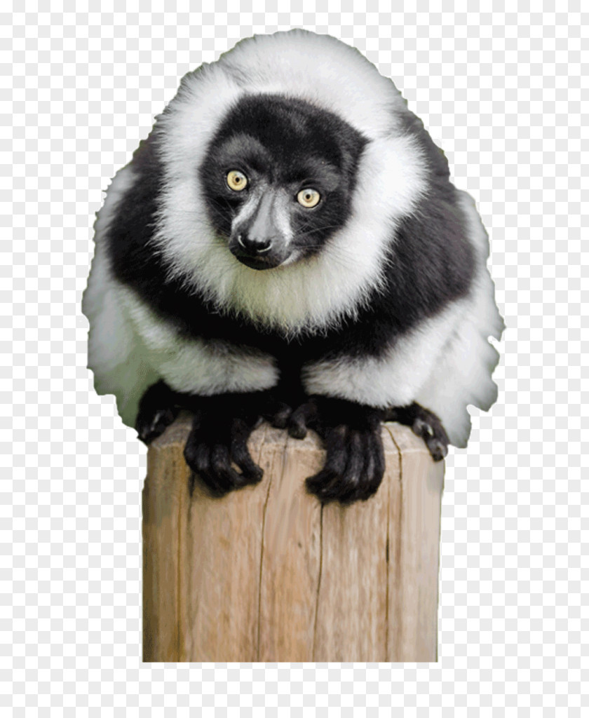Lemur Ruffed Lemurs Primate Crowned Black PNG