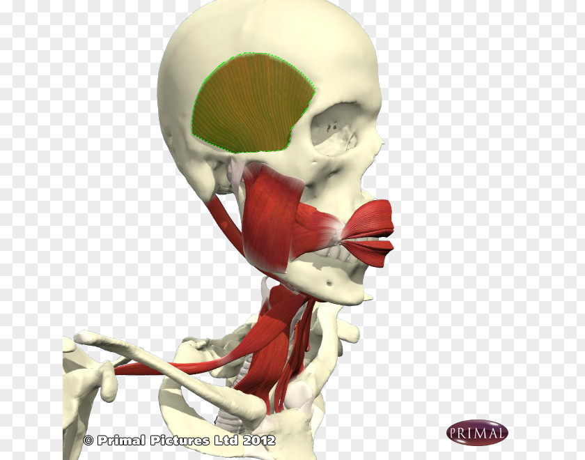 Tip Of Tongue Skeleton Bone Joint Muscle Jaw PNG