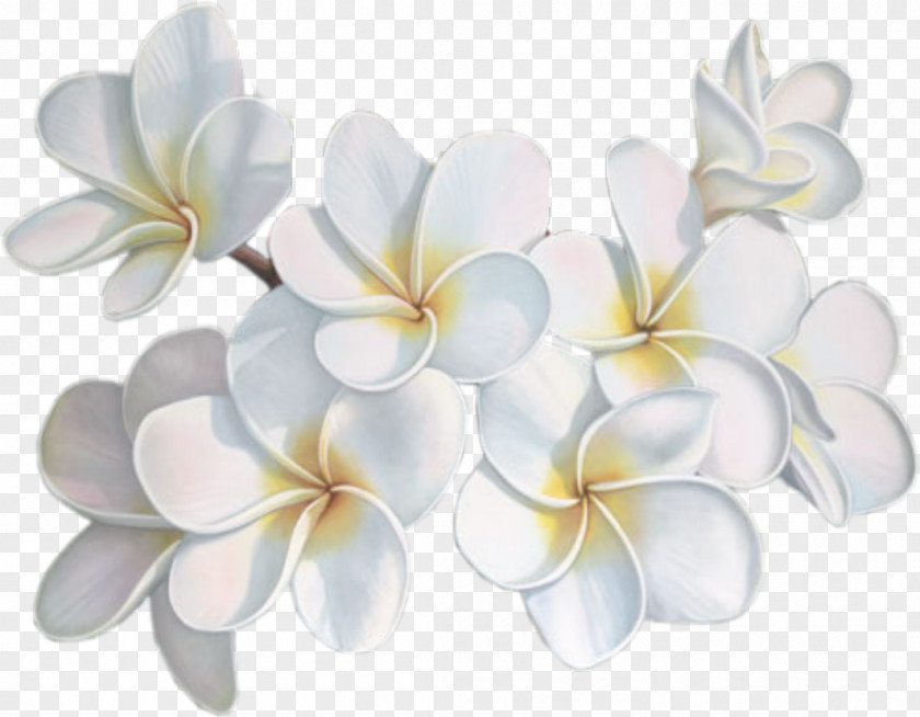 White Flower Blog Avatar PNG