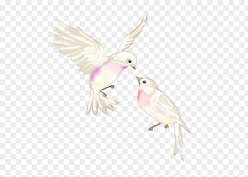 Bird Lovebird Cockatiel PNG